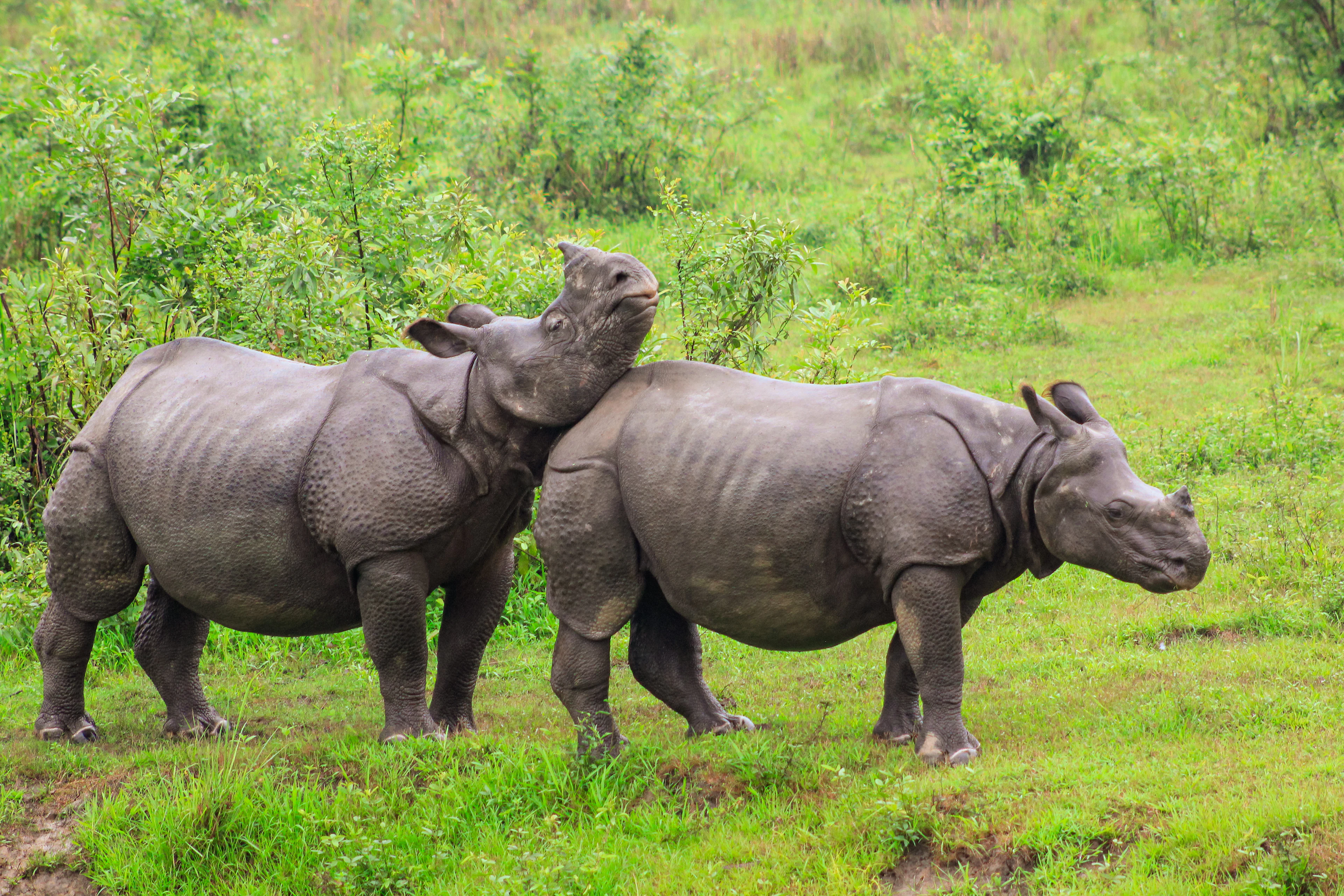 Two one-horned rhinoceroses in grassland