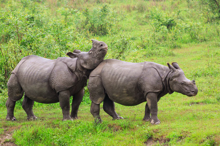 One-horned rhinoceroses at Kaziranga National Park