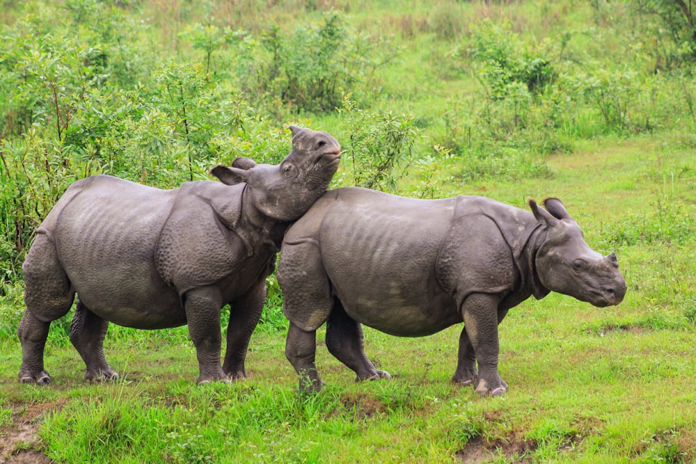 a couple of rhinos that are standing in the grass