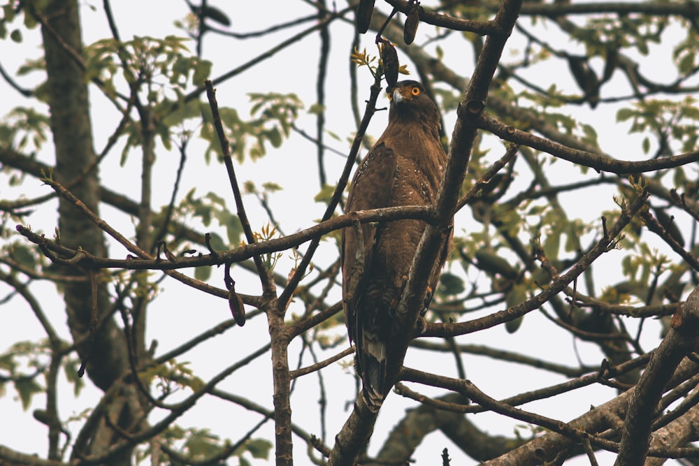 a brown bird perched on top of a tree branch