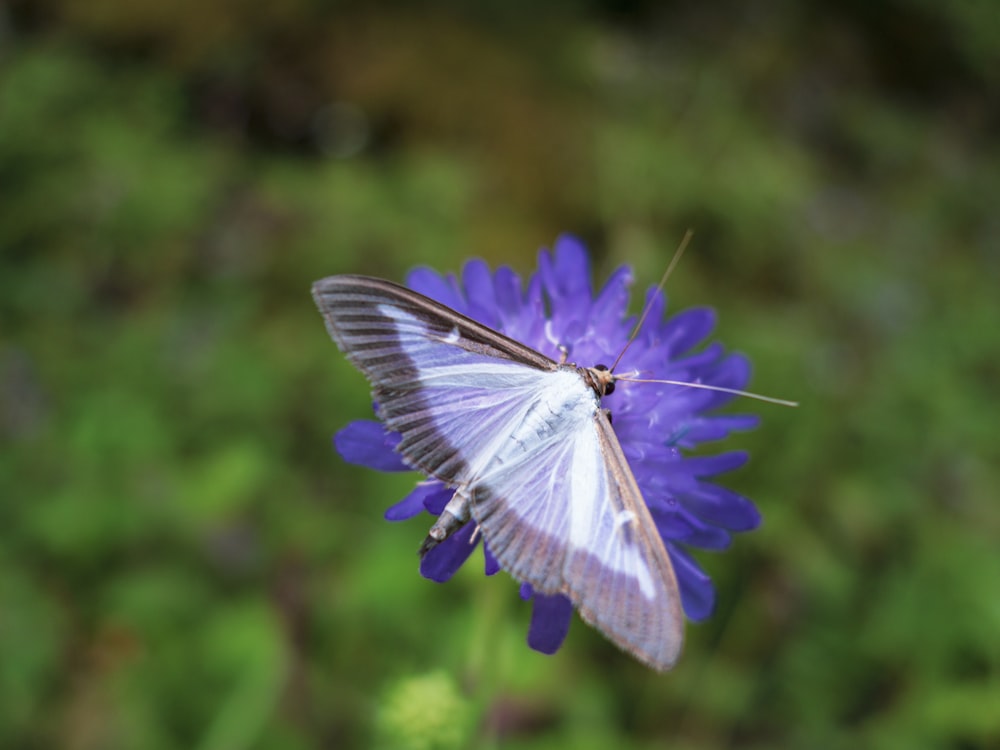 a white butterfly sitting on top of a purple flower