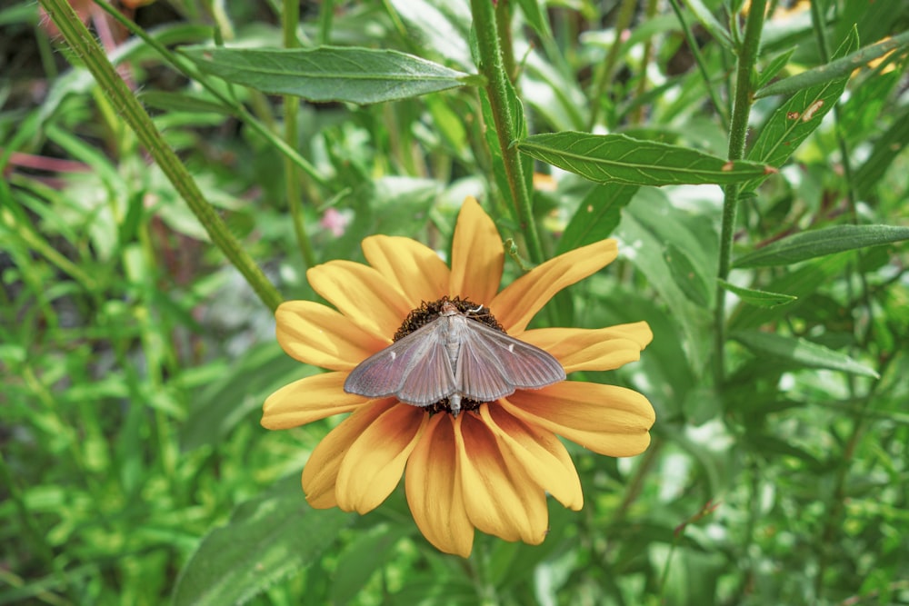 a butterfly sitting on top of a yellow flower