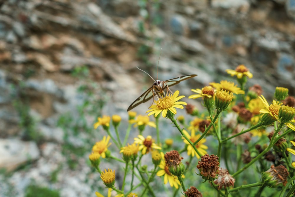 a bug is sitting on a yellow flower