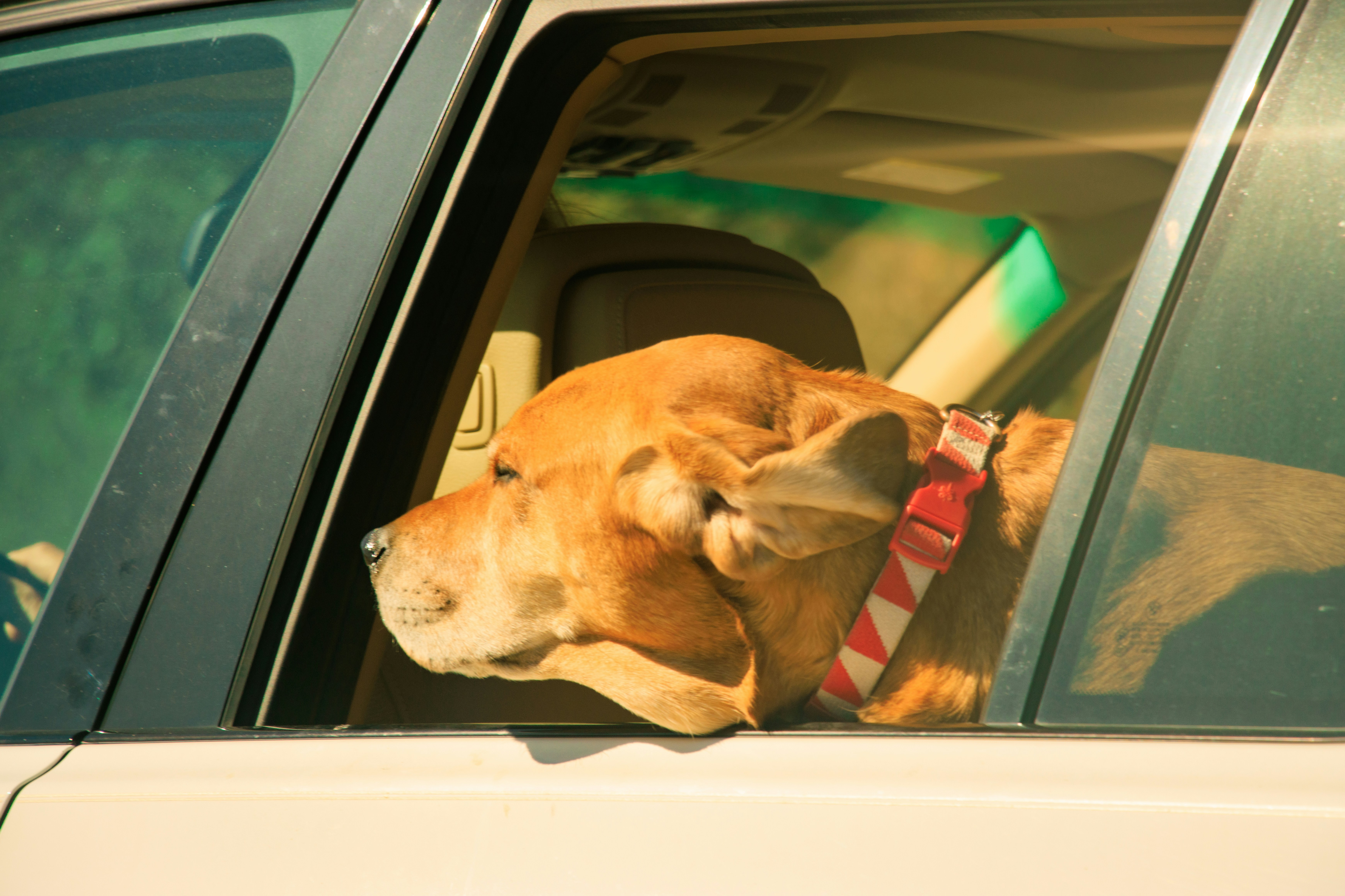 Golden Retriever riding happily in the back seat of a car during a fall road trip