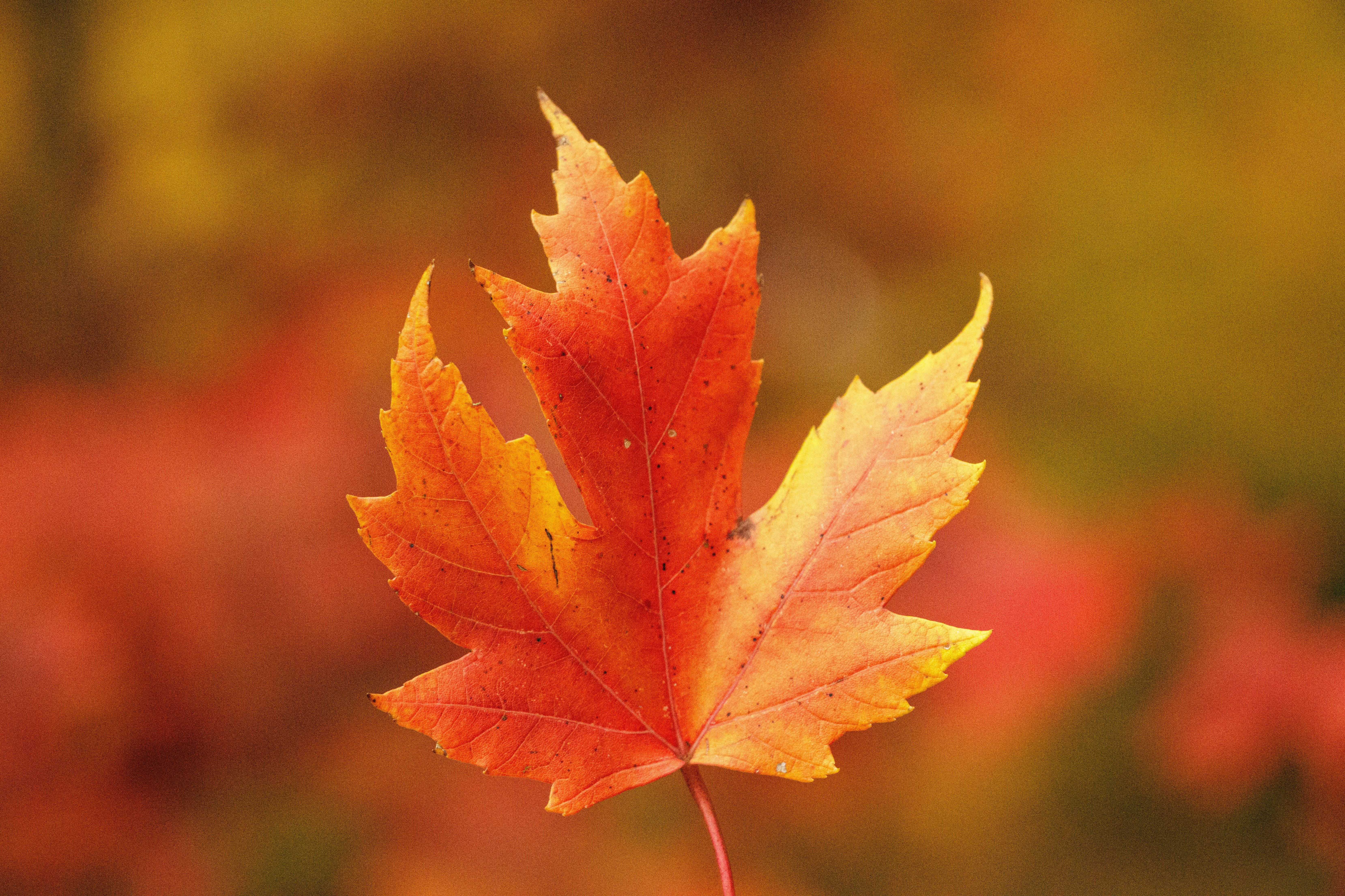 Photo by henrydeng0529