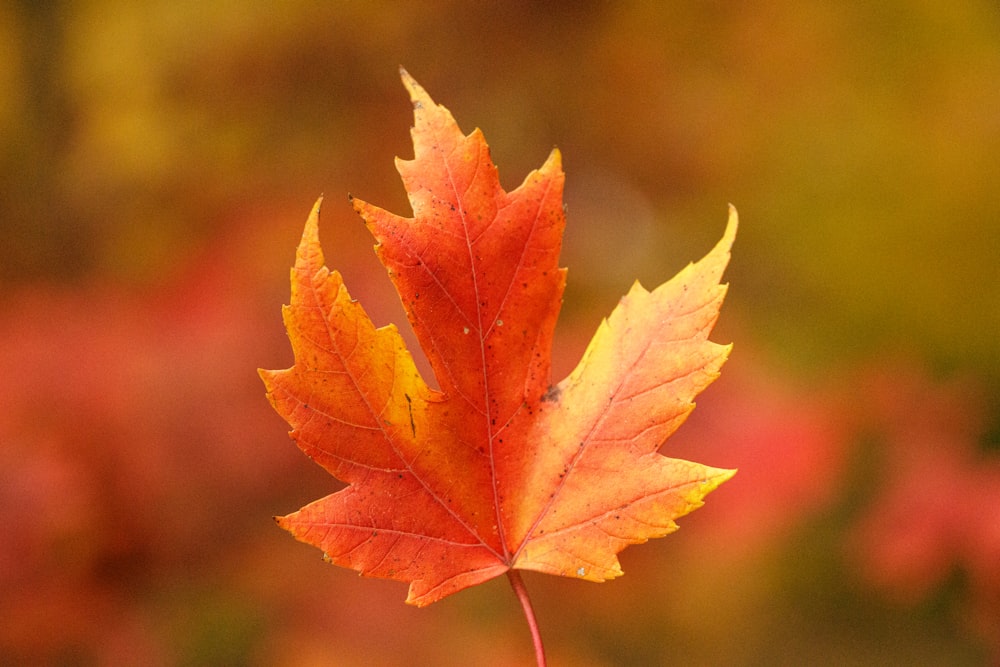 a single red and yellow leaf on a branch