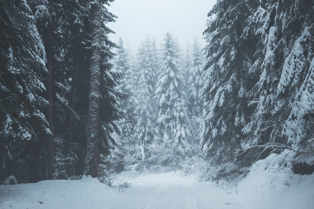 a snow covered road surrounded by pine trees