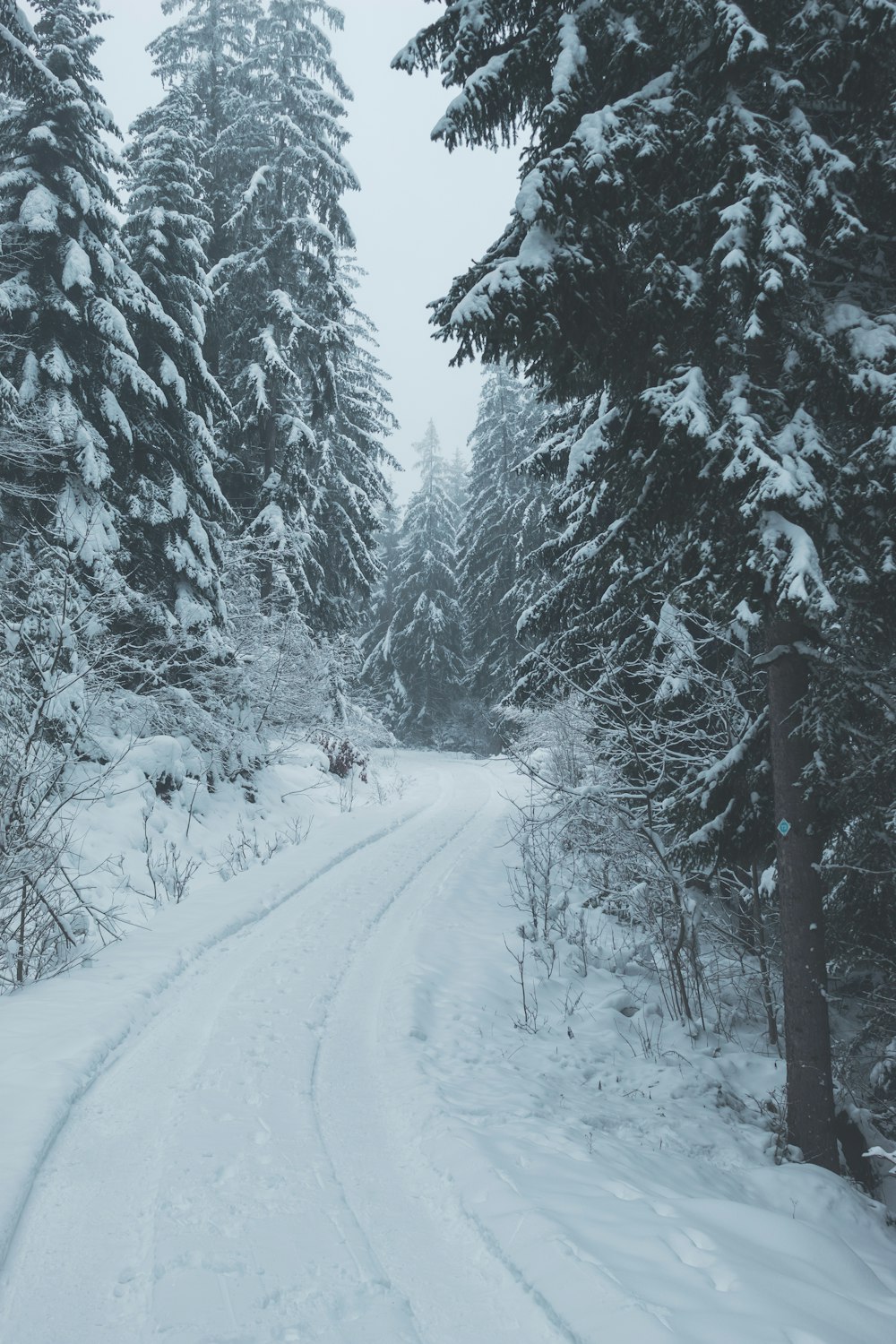 a snow covered road in the middle of a forest