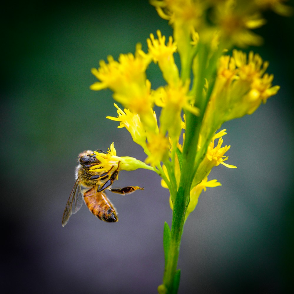 Una abeja volando lejos de una flor amarilla