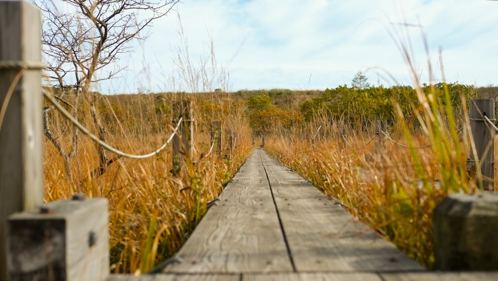 une passerelle en bois dans un champ avec des herbes hautes