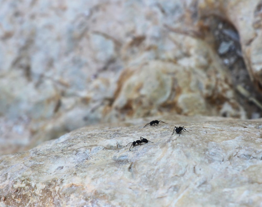 a group of ants crawling on a rock