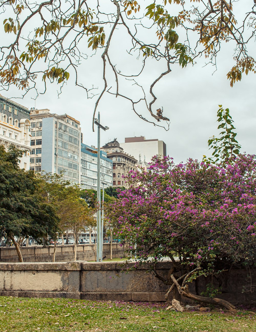 a tree with purple flowers in a city park
