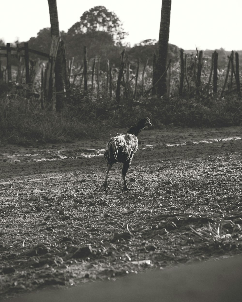 a black and white photo of an ostrich in a field