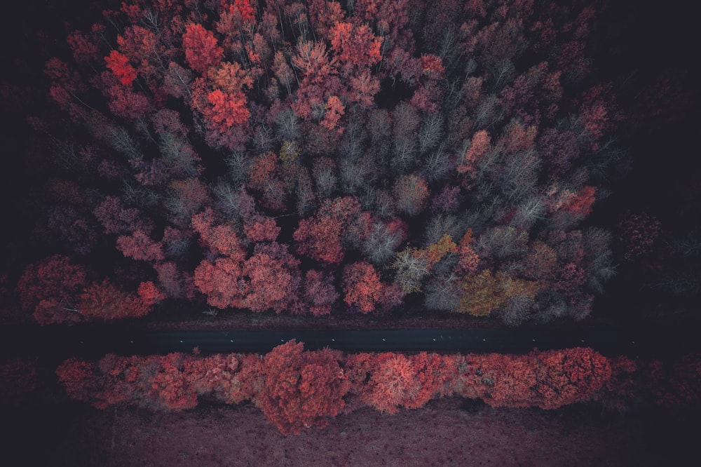 an aerial view of a road surrounded by trees