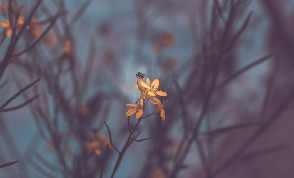 a small yellow flower with a blurry background