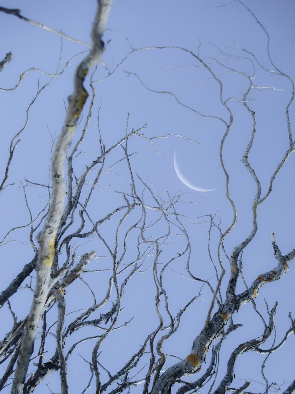 a tree with no leaves and a half moon in the sky