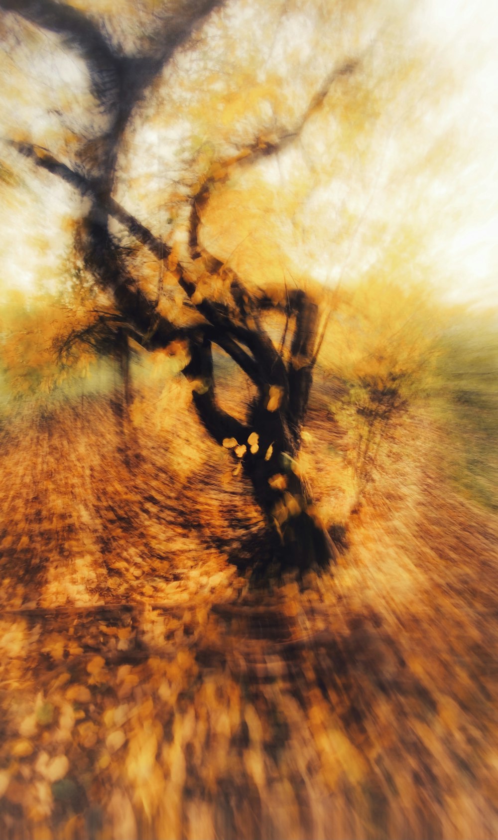 Un'immagine sfocata di un albero nel bosco