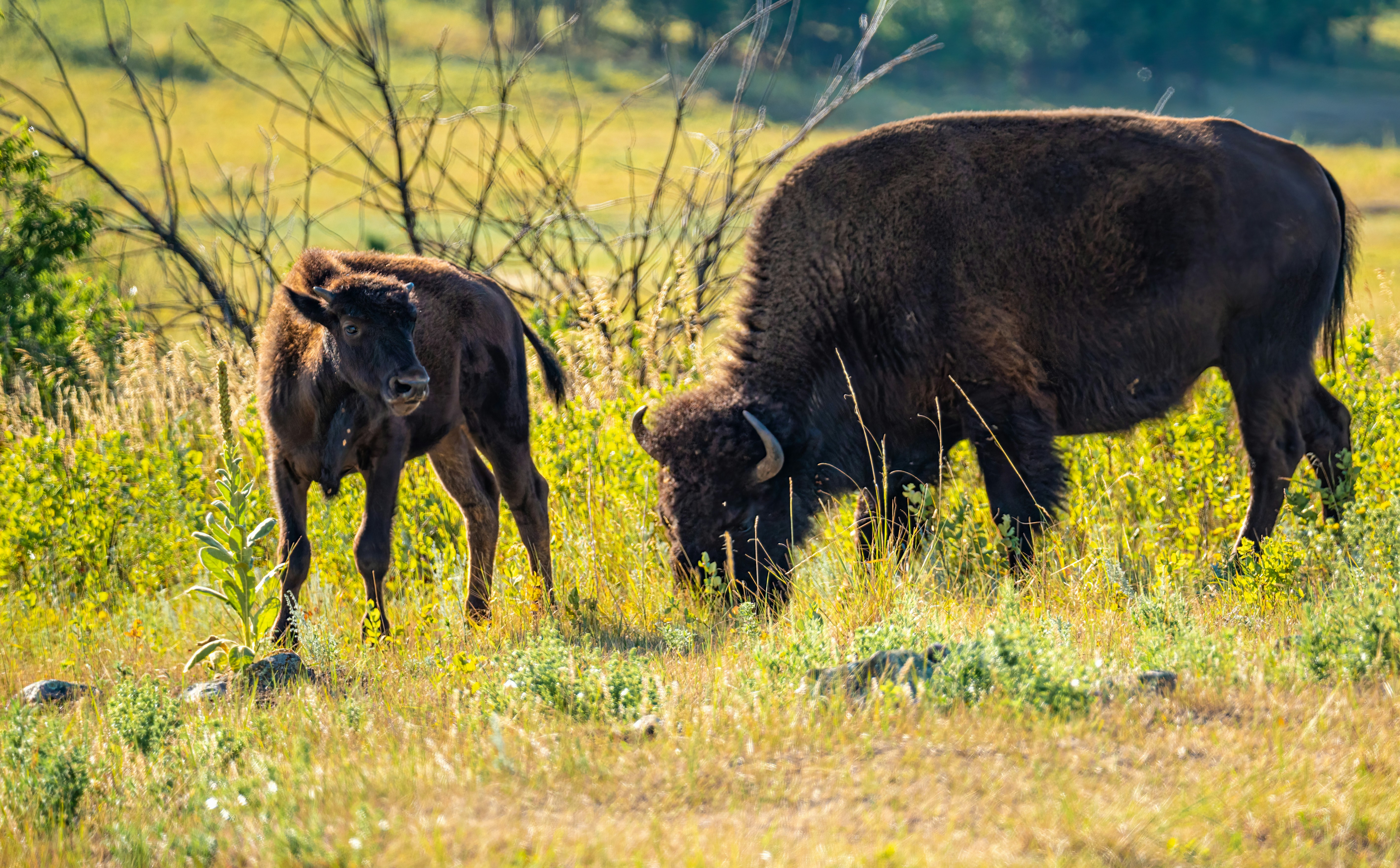 Un par de animales que están parados en la hierba