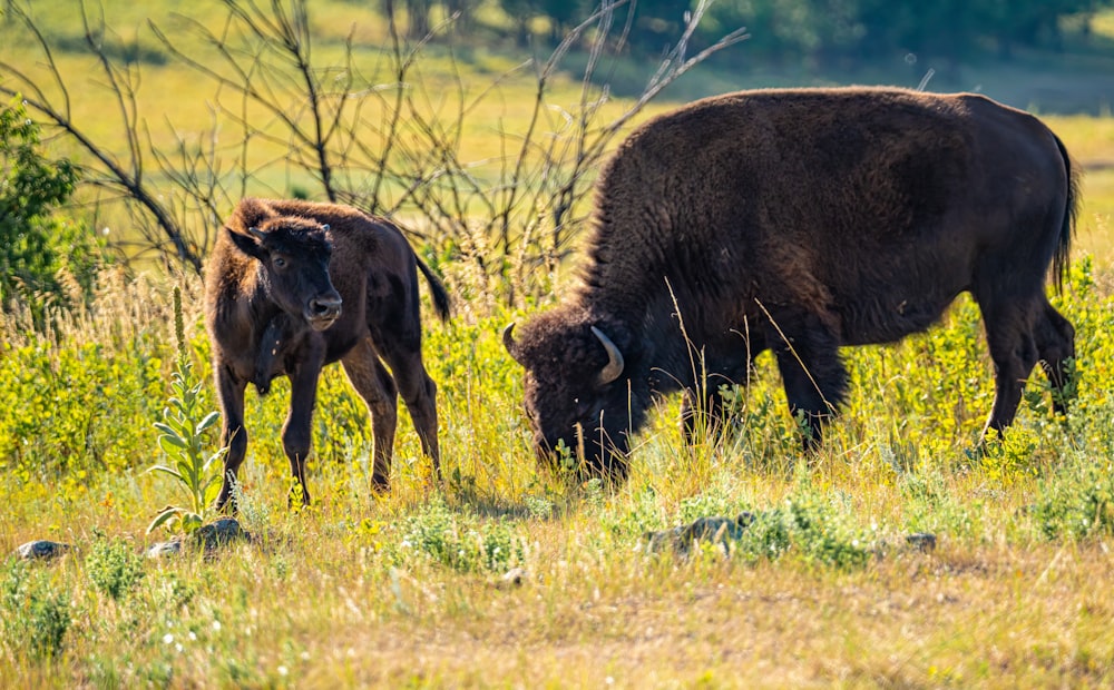 a couple of animals that are standing in the grass