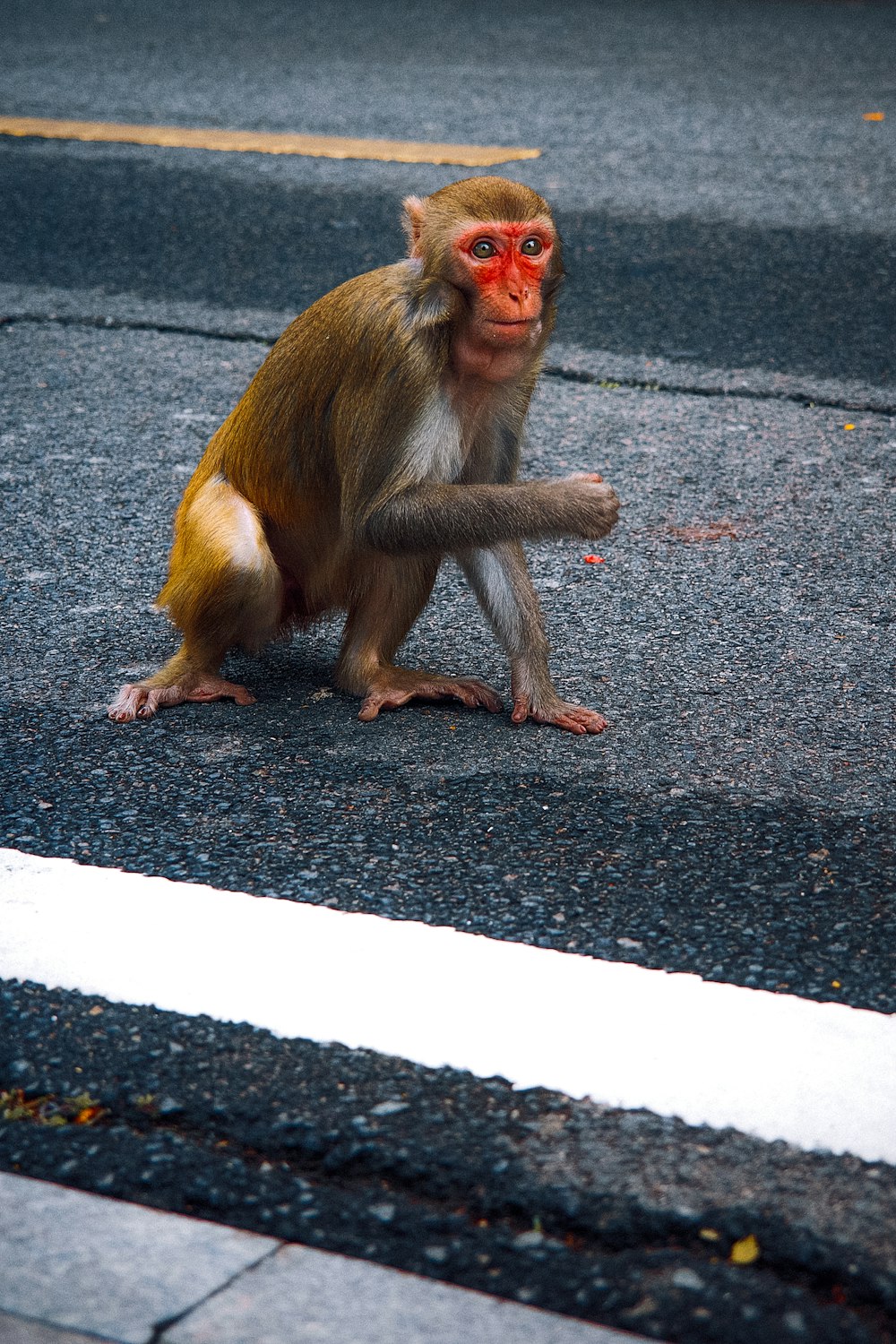 a monkey sitting on the side of a road