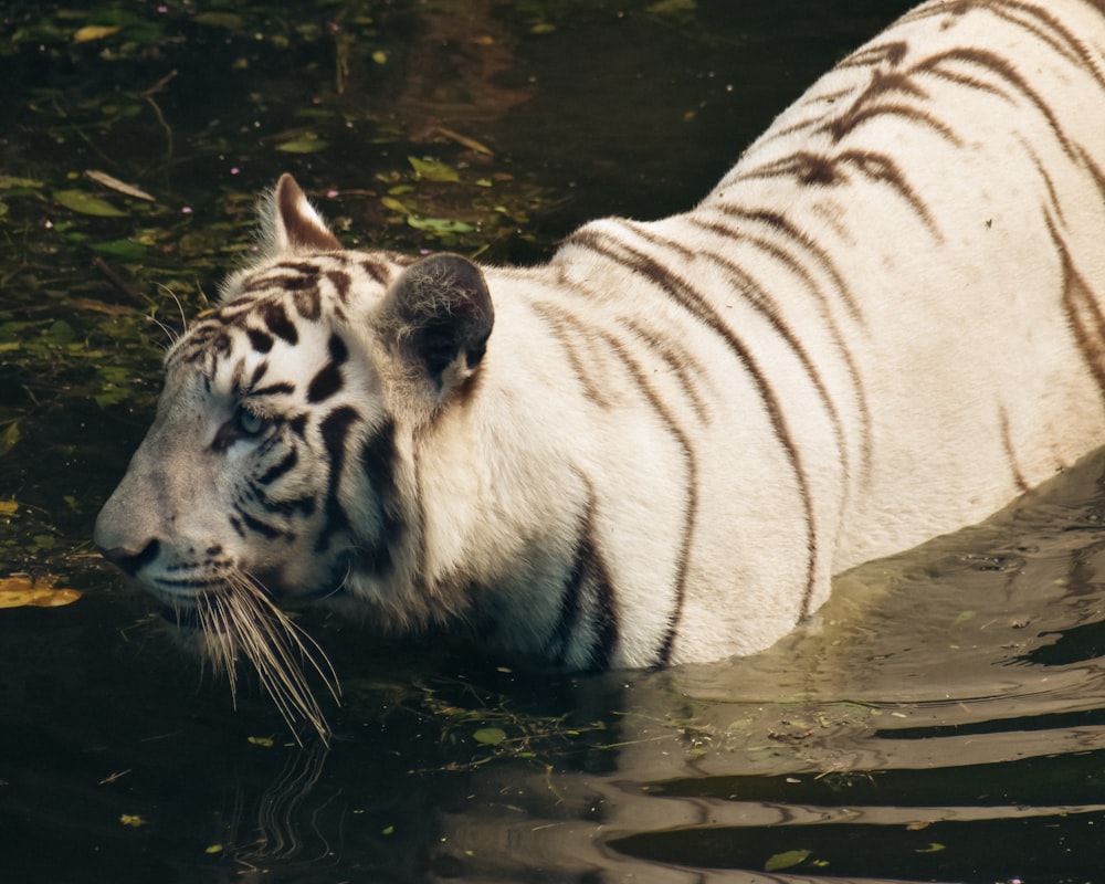 Ein weißer Tiger schwimmt in einem Gewässer