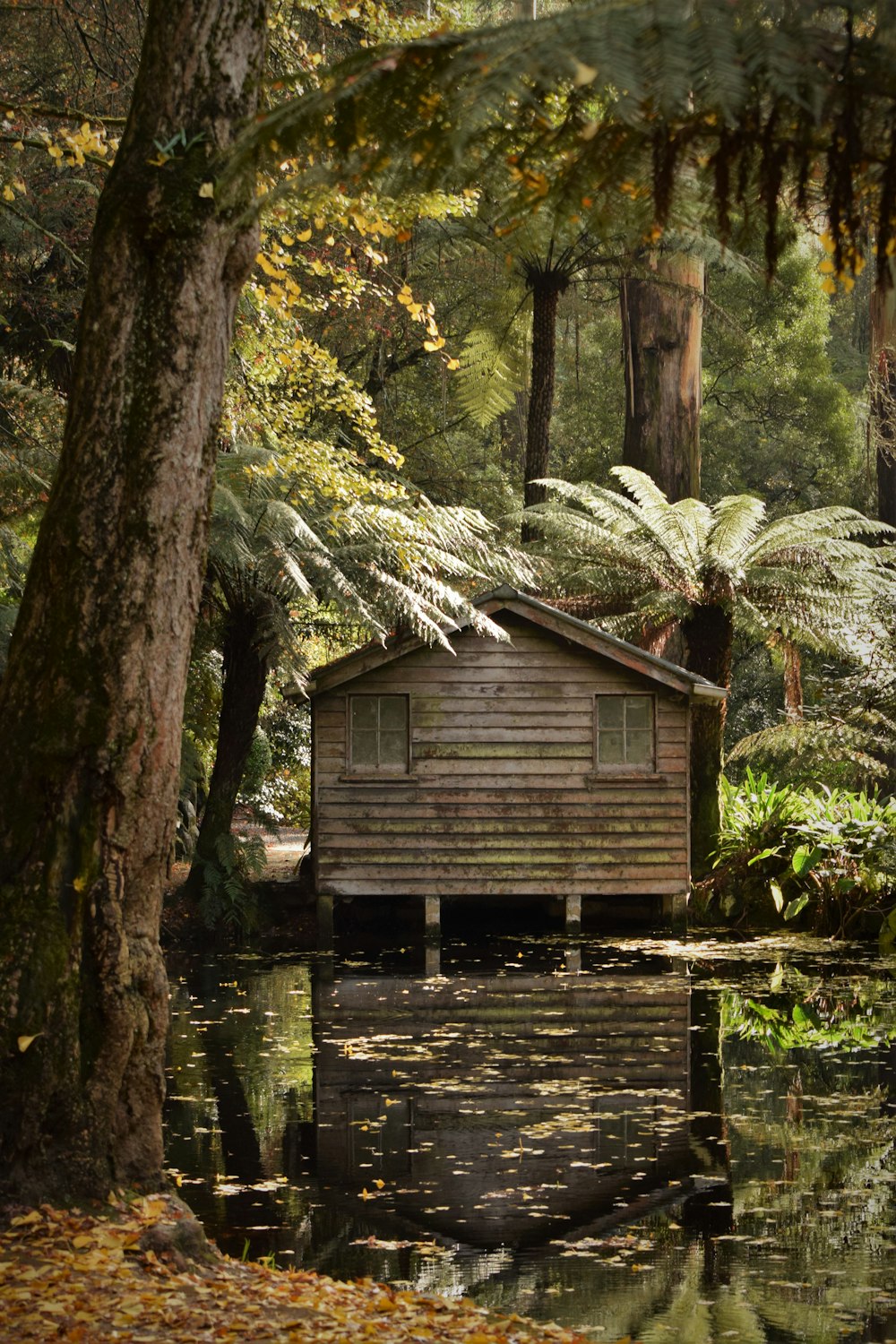 Una pequeña cabaña en medio de un bosque