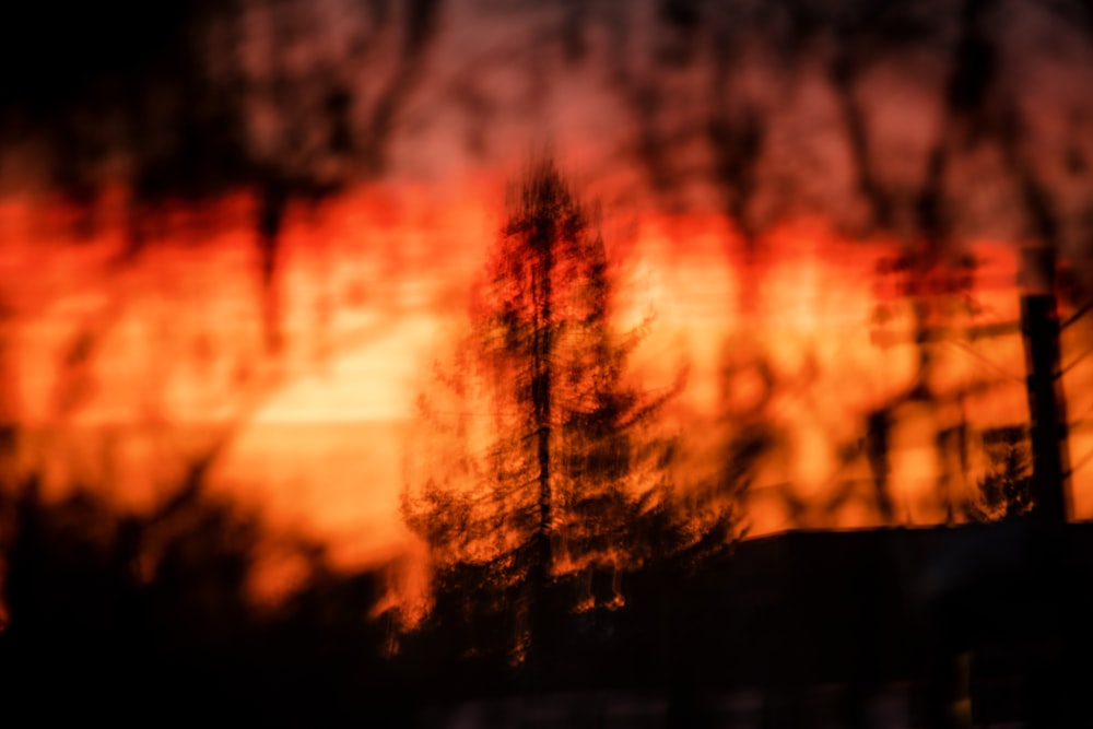 Un'immagine sfocata di un tramonto con alberi in primo piano