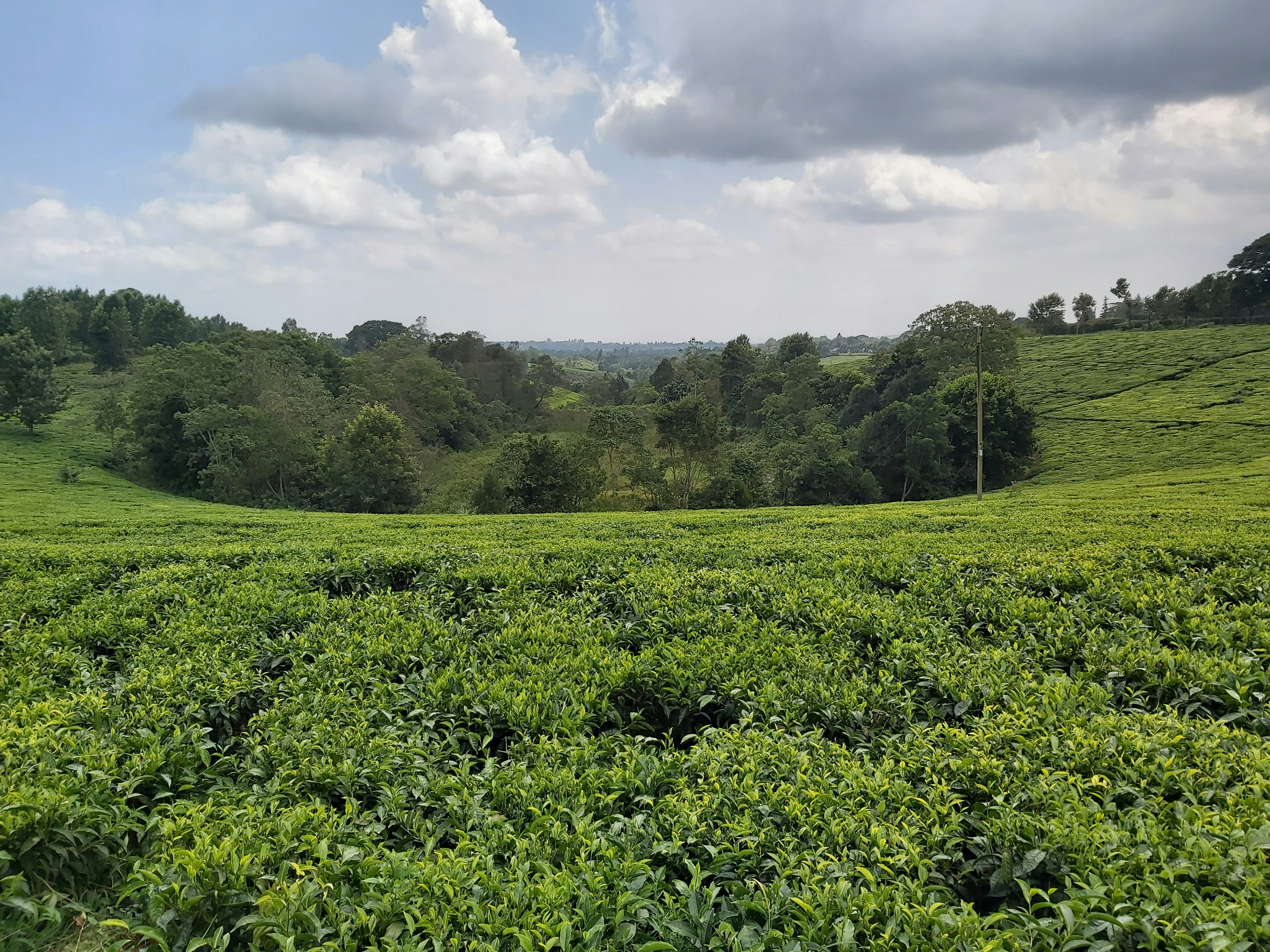 Understanding the Salubrious Climate of Wayanad