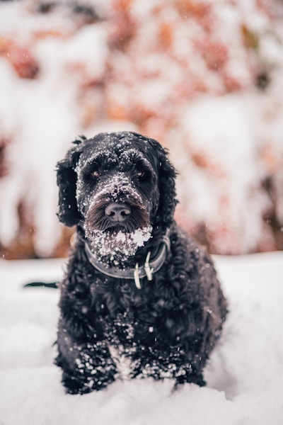 Best Dog Breeds for People with Allergies: Low-Shedding Options