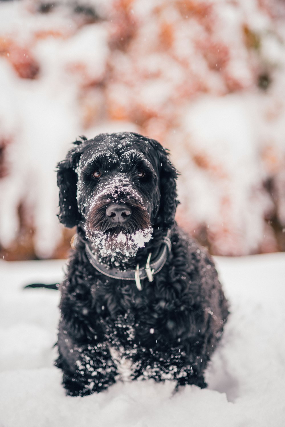 a small black dog sitting in the snow