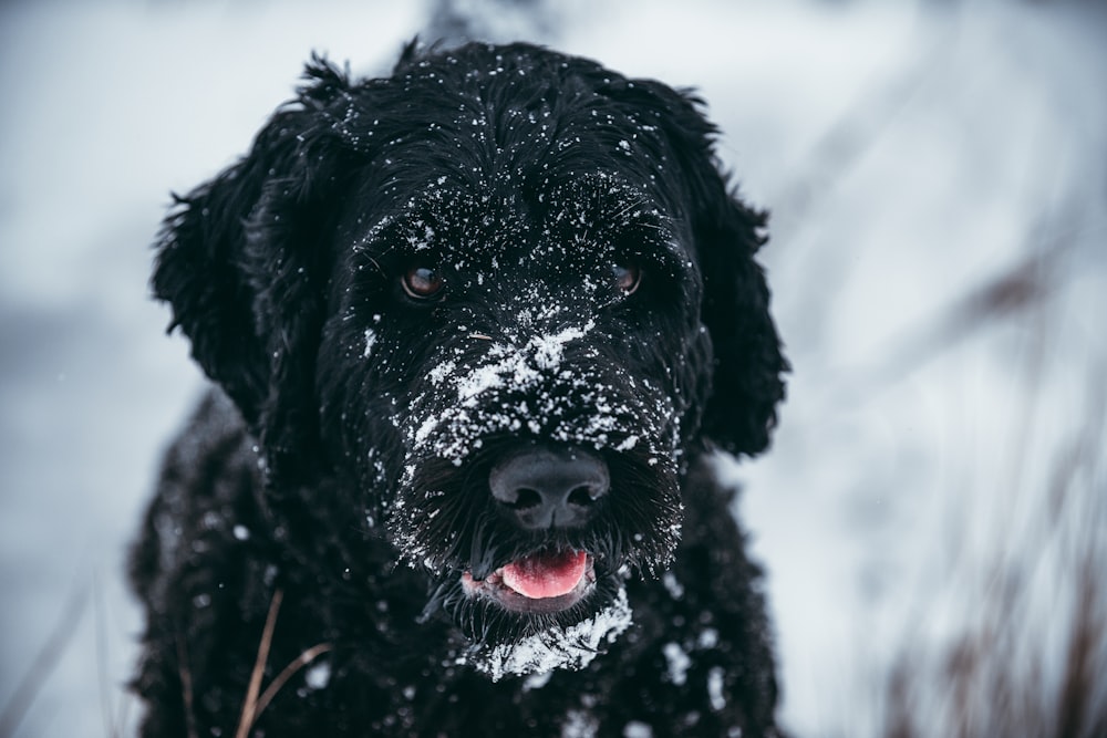 a black dog is standing in the snow