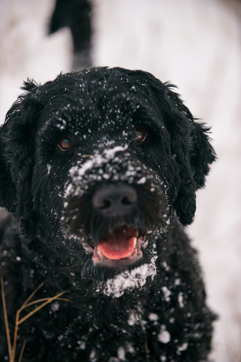 a black dog is standing in the snow