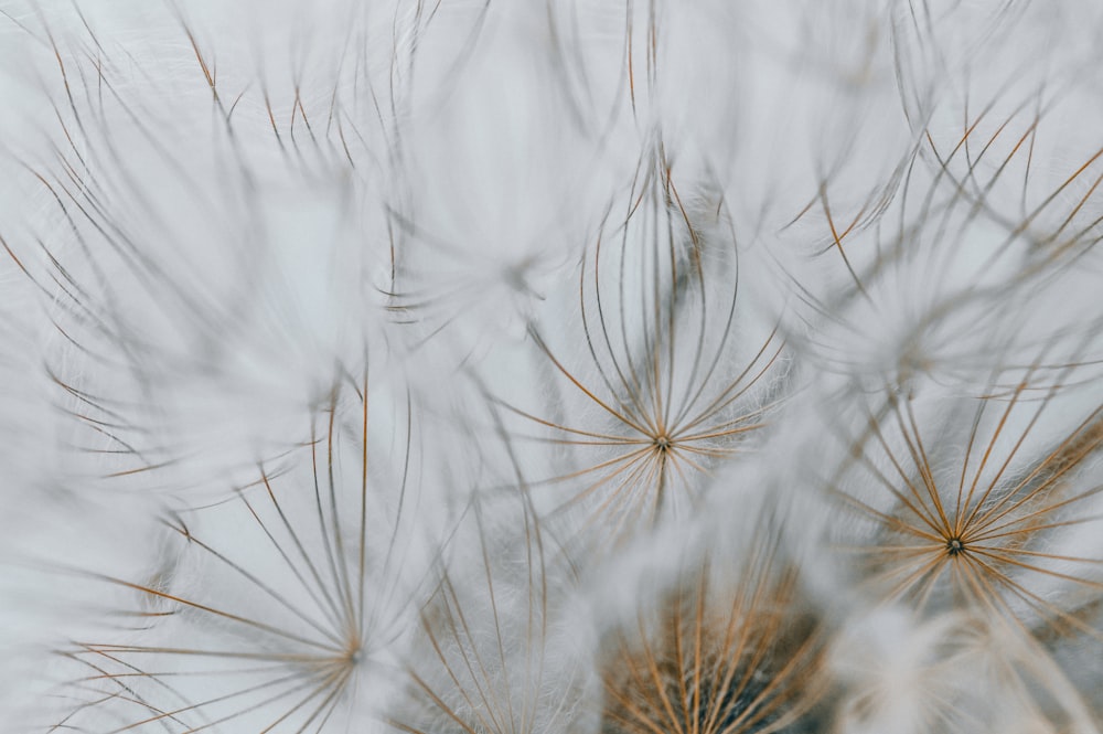 a close up view of a dandelion flower