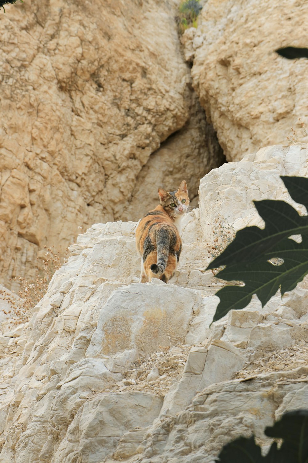 a cat standing on top of a large rock