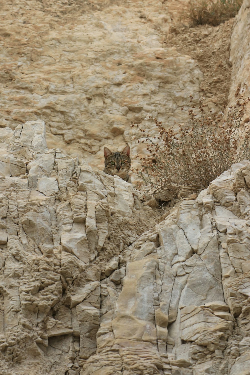 a cat sitting in the middle of a rocky area