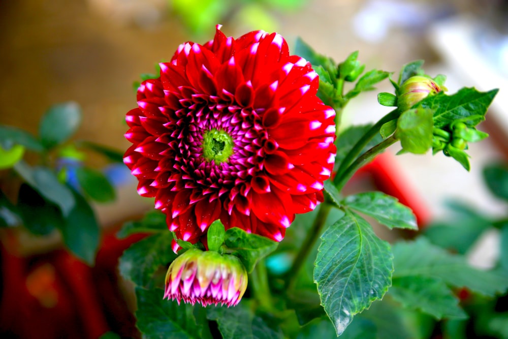 a close up of a red flower with green leaves