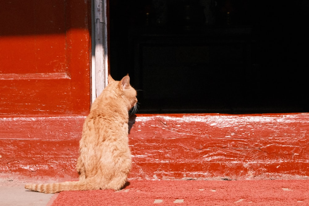 a cat sitting on the ground in front of a red door
