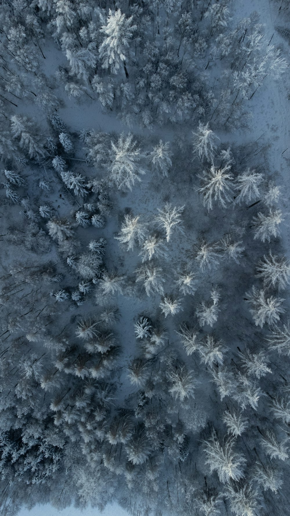 an aerial view of a snow covered forest