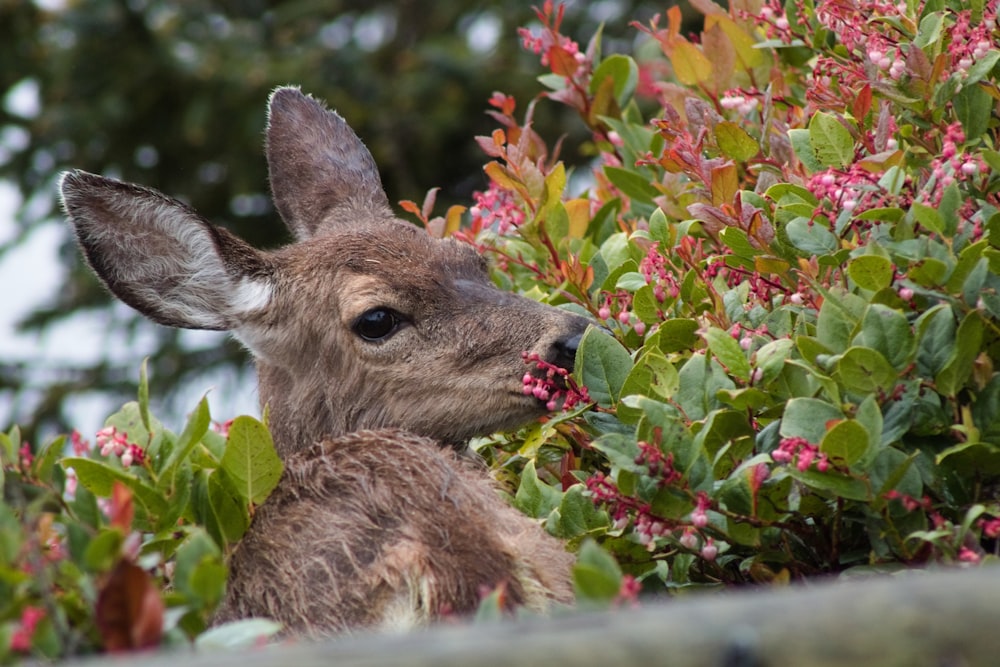 a deer is eating berries from a bush