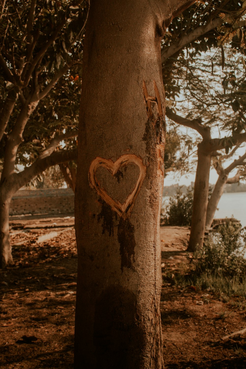 a tree with a heart carved on it