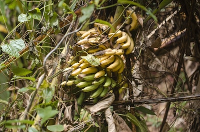 Bunches of ripe bananas hanging ready for harvest.