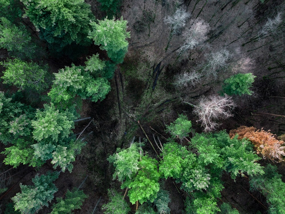 an aerial view of a forest with many trees