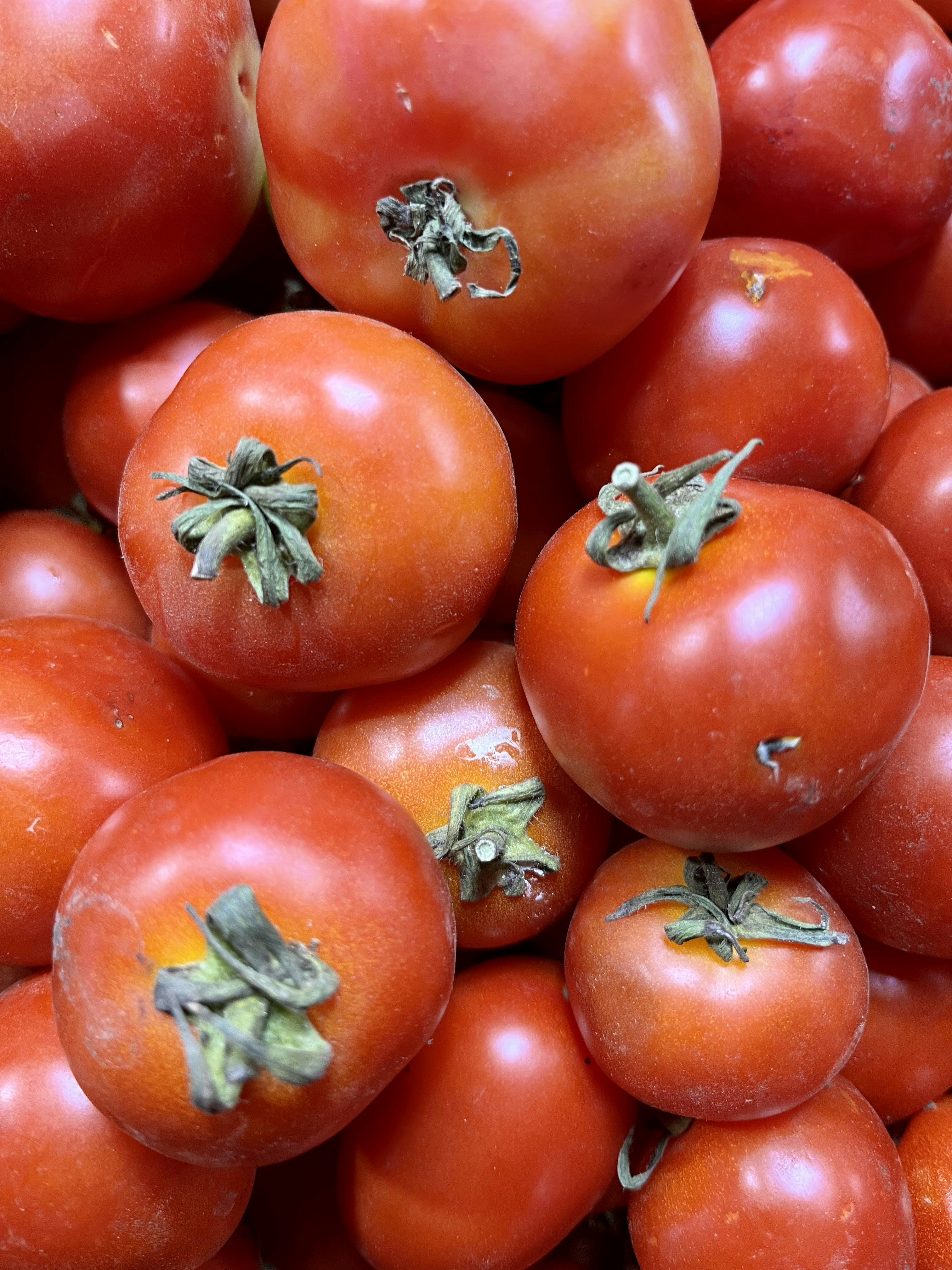 Fresh organic tomatoes