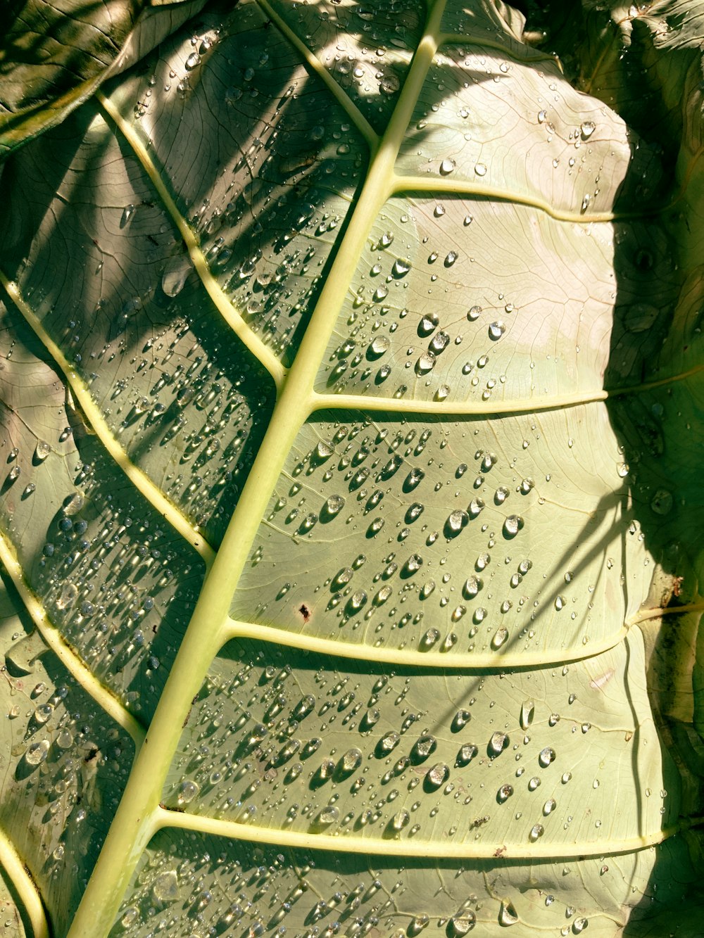 a close up of a leaf with drops of water on it