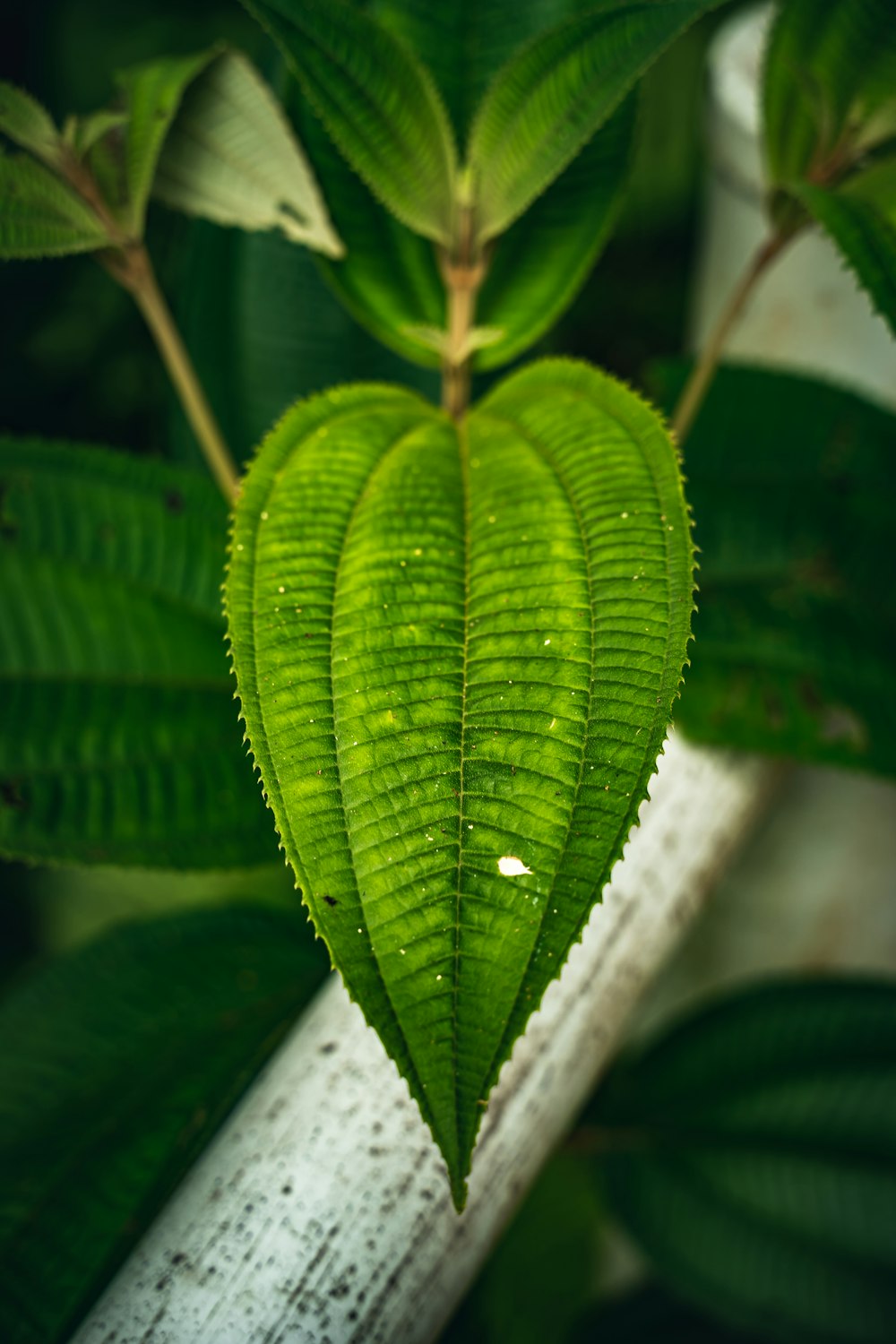 a green heart shaped leaf hanging from a tree