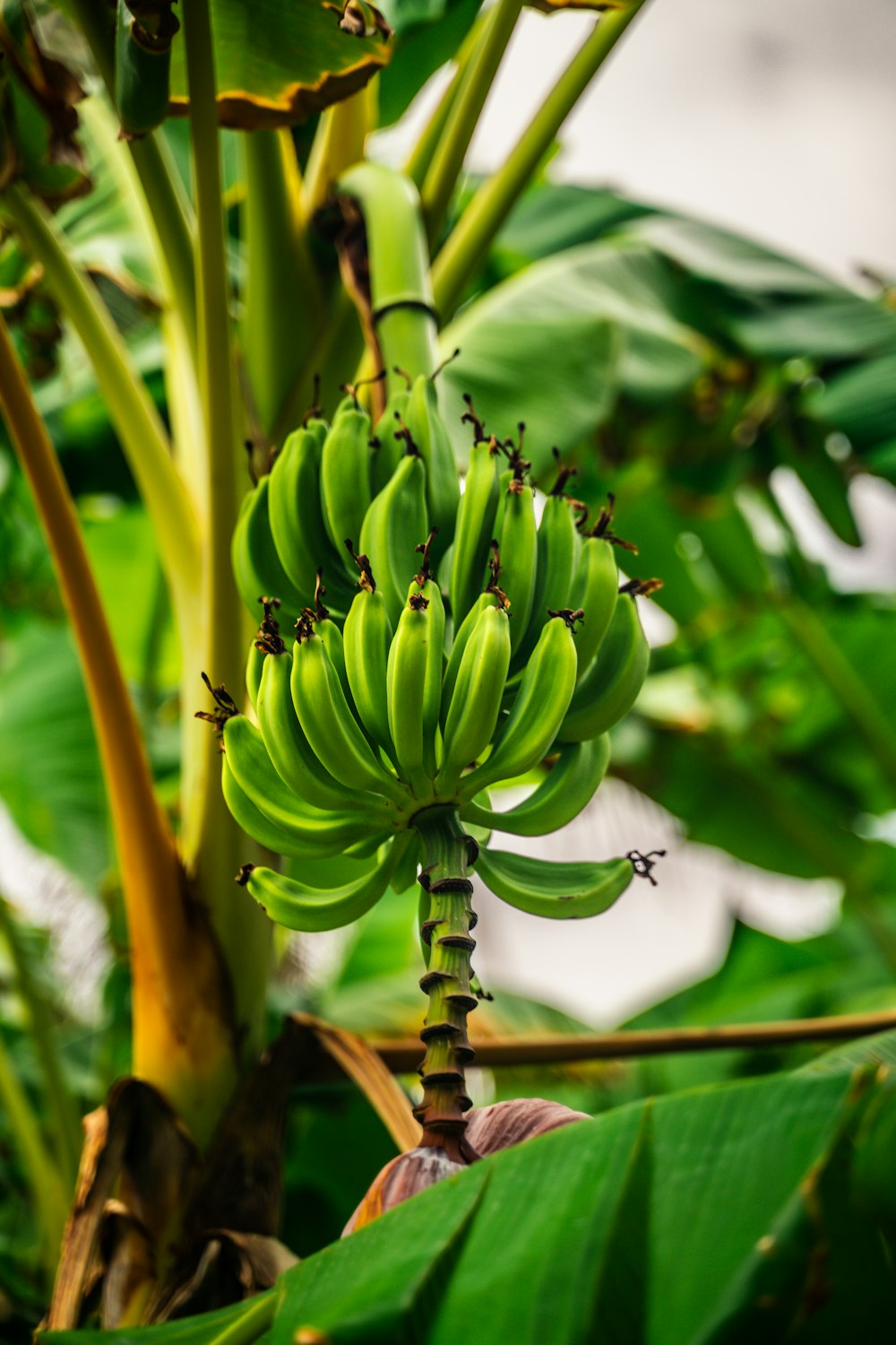 Ein Haufen grüner Bananen, die an einem Baum hängen