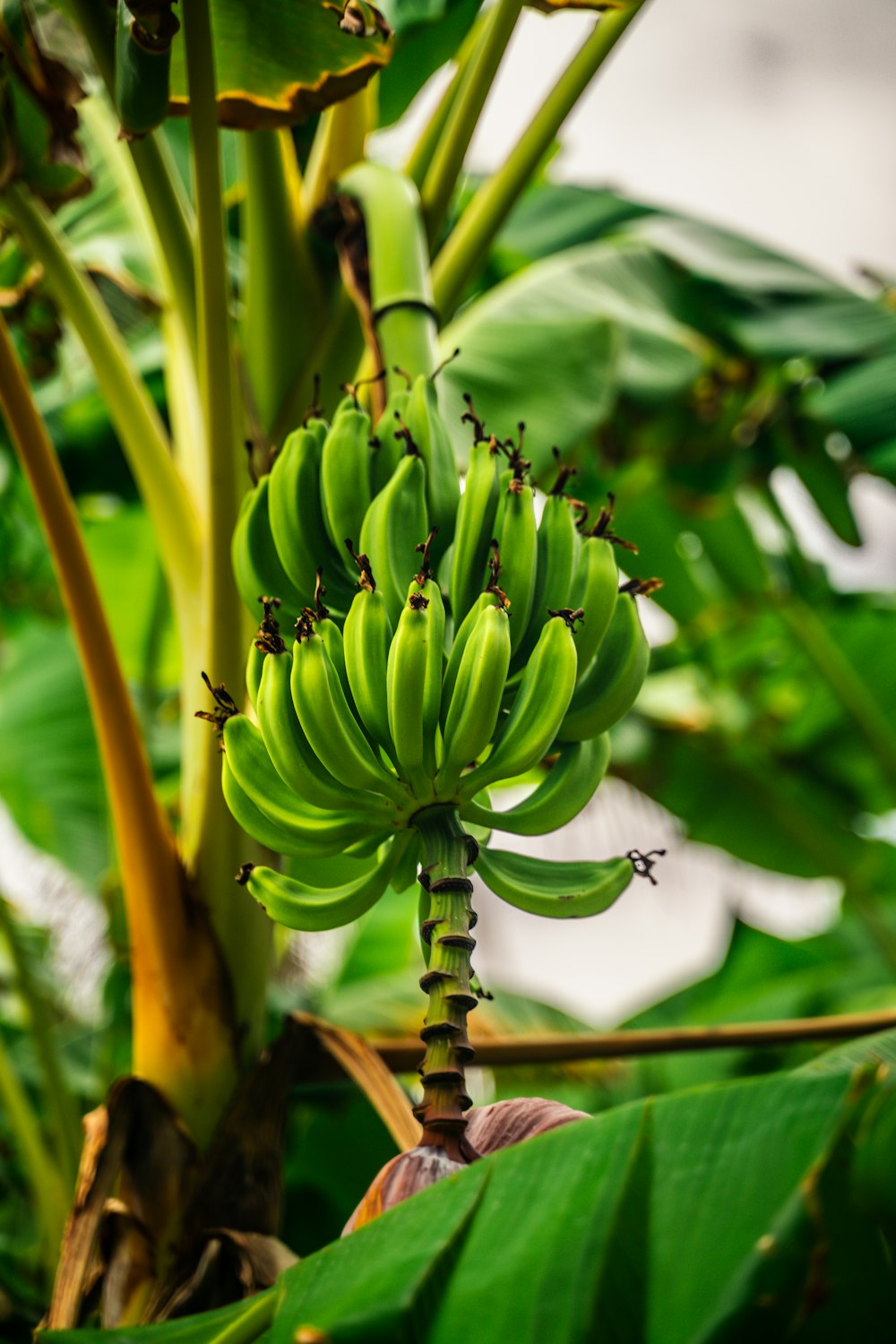 a bunch of green bananas hanging from a tree