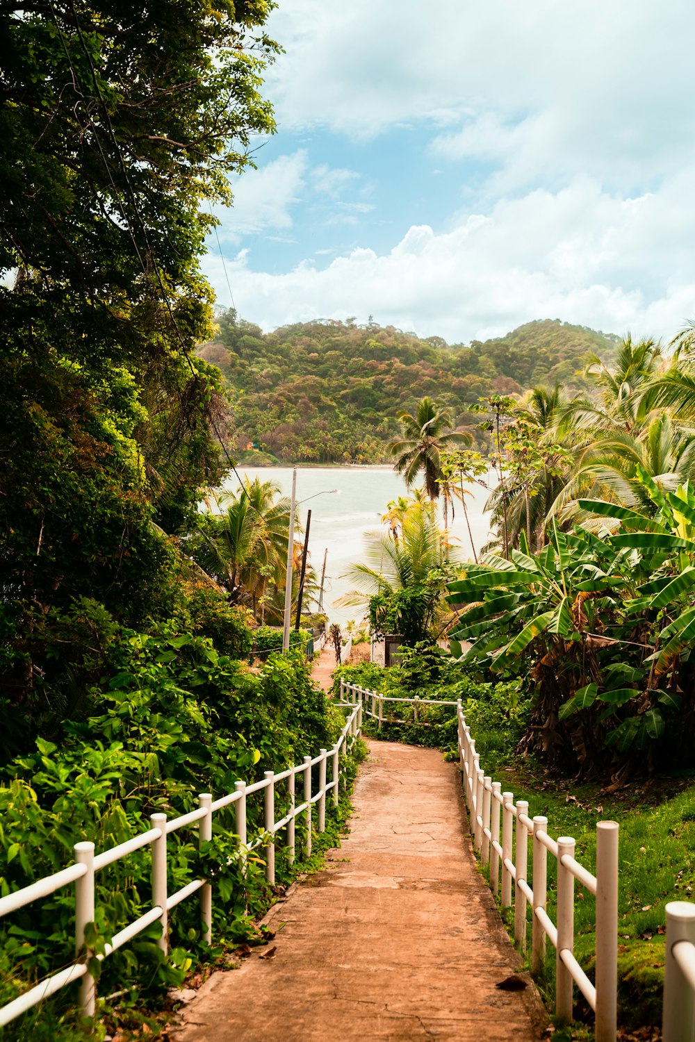 a path leading to a beach with palm trees