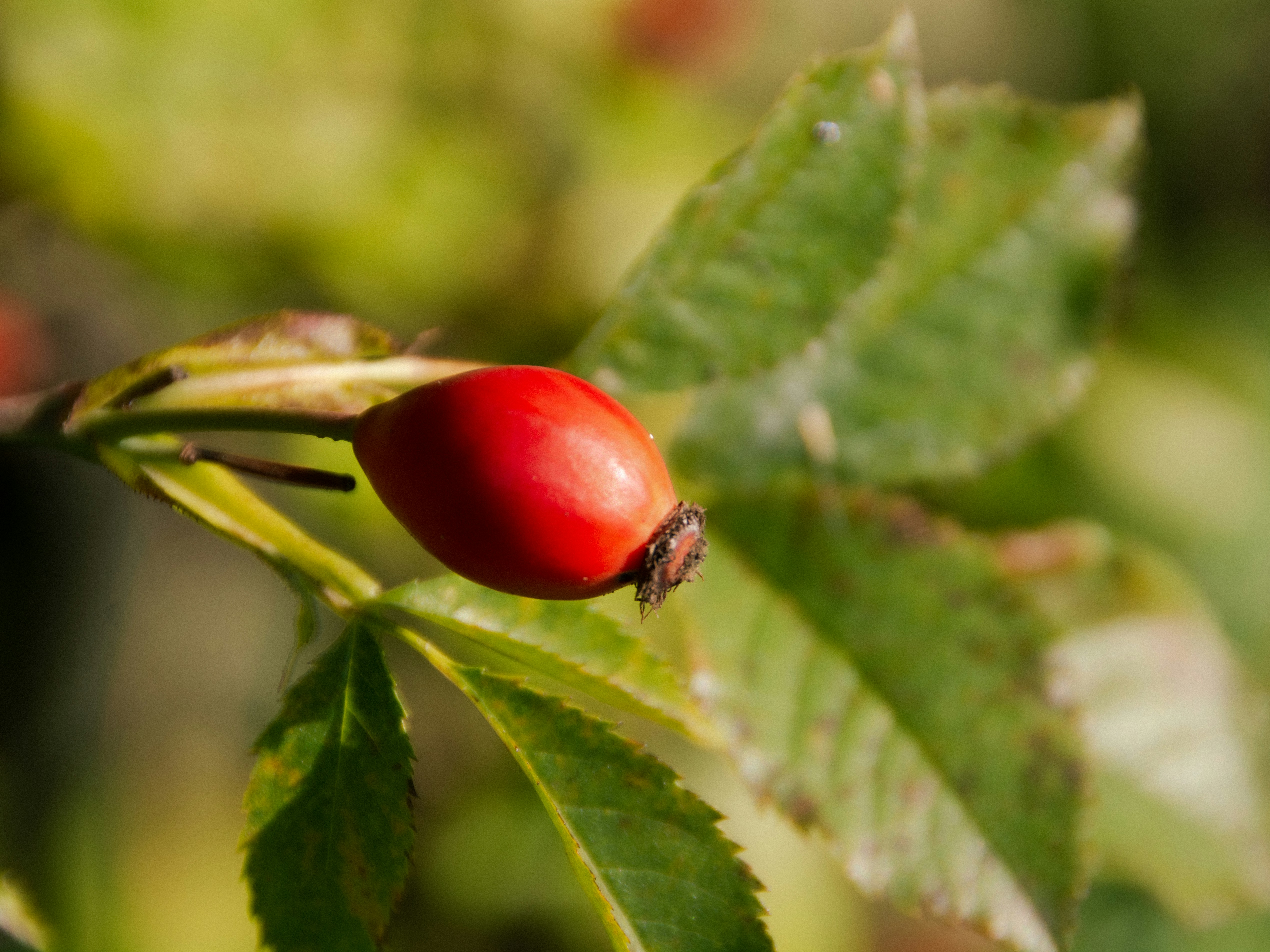 a close up of a red berry on a green leaf