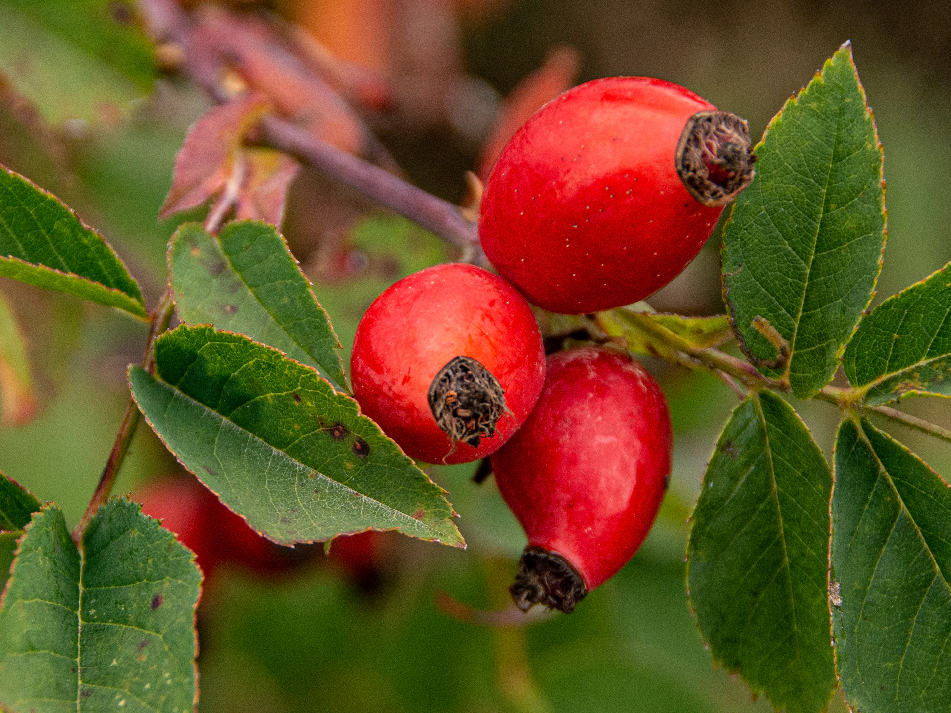 a close up of some fruit on a tree